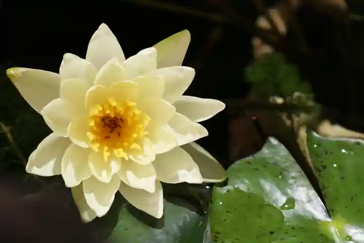 くまくま神社(導きの社 熊野町熊野神社)の自然