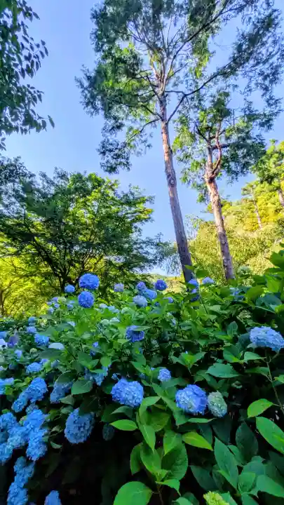 明月院(神奈川県)