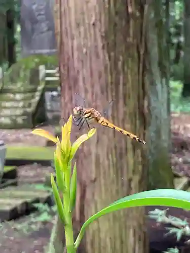 大宮温泉神社の動物