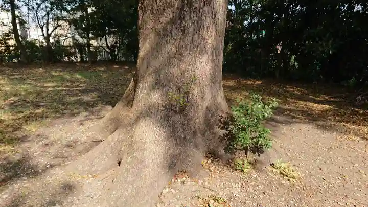村松神社の自然