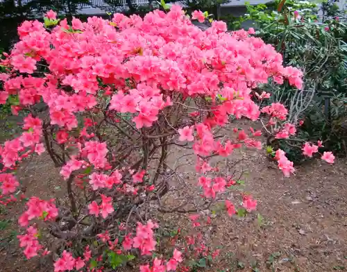 信濃神社の自然