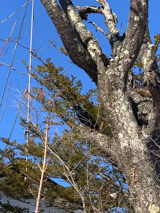 留辺蘂神社の動物