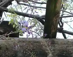 興福寺の自然