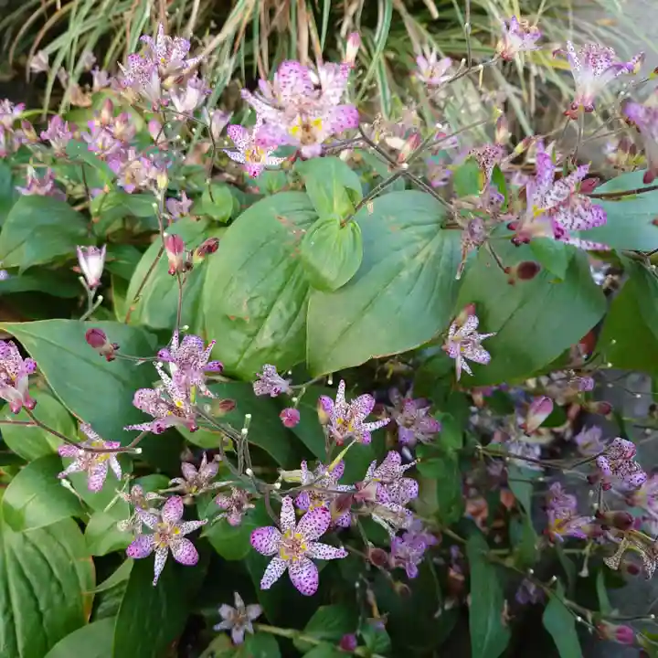 阿佐ヶ谷神明宮の自然