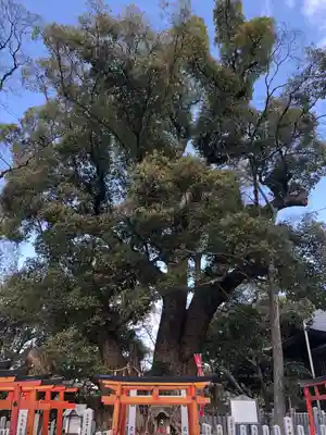 信太森神社(葛葉稲荷神社)の自然