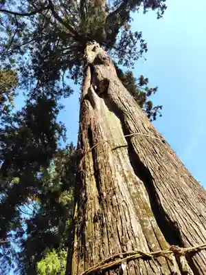 樺崎八幡宮(栃木県)