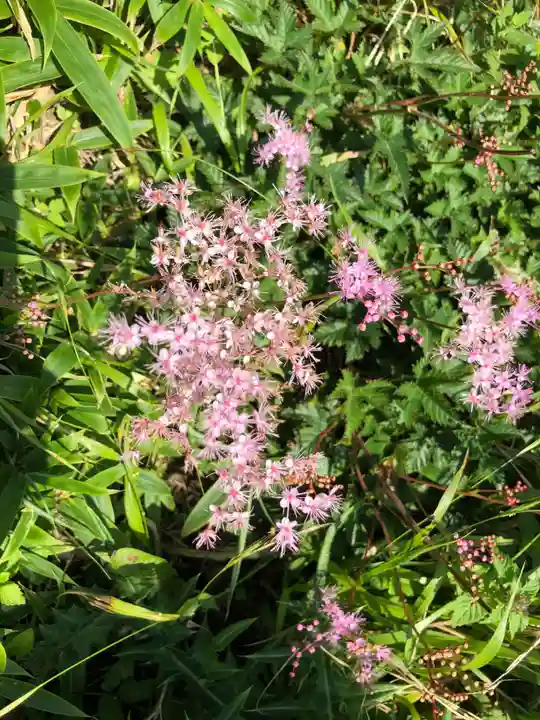 箱根元宮の自然