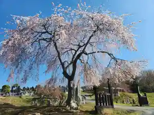 長徳寺(岩手県)(2024年04月13日(土) 10時00分02秒投稿)