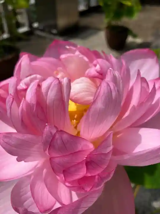 長谷寺(奈良県)