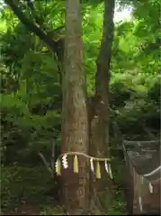 貴船神社奥宮の自然