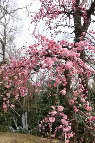 北野天満宮の自然
