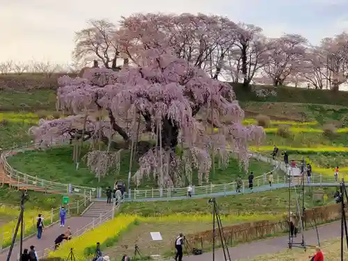瀧桜神明宮の自然