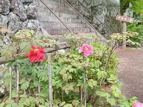 善峯寺(京都府)