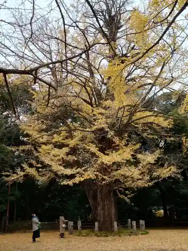 赤坂氷川神社(東京都)