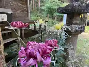大宮温泉神社(栃木県)(2022年11月06日(日) 07時47分28秒投稿)