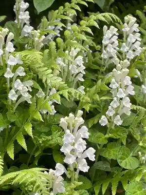 東長谷寺　薬王院(東京都)