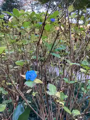 明月院(神奈川県)