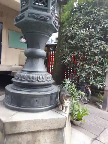 平等寺（因幡堂）の動物