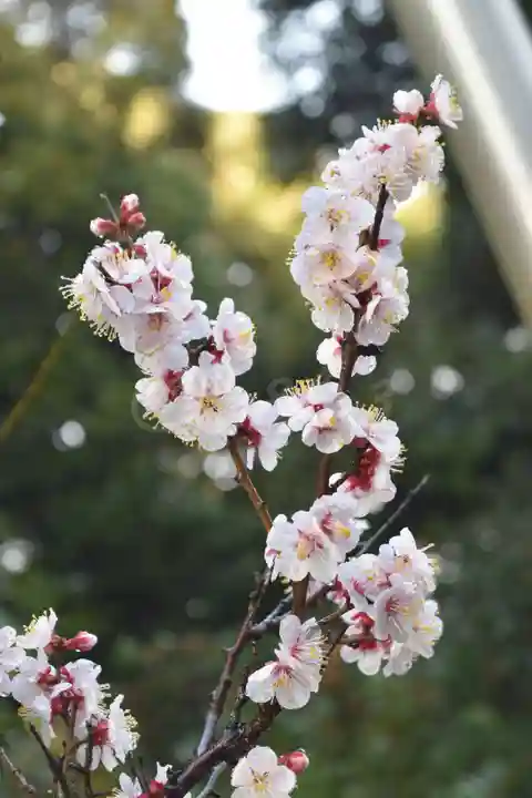 大洗磯前神社の自然