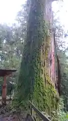 加蘇山神社の自然