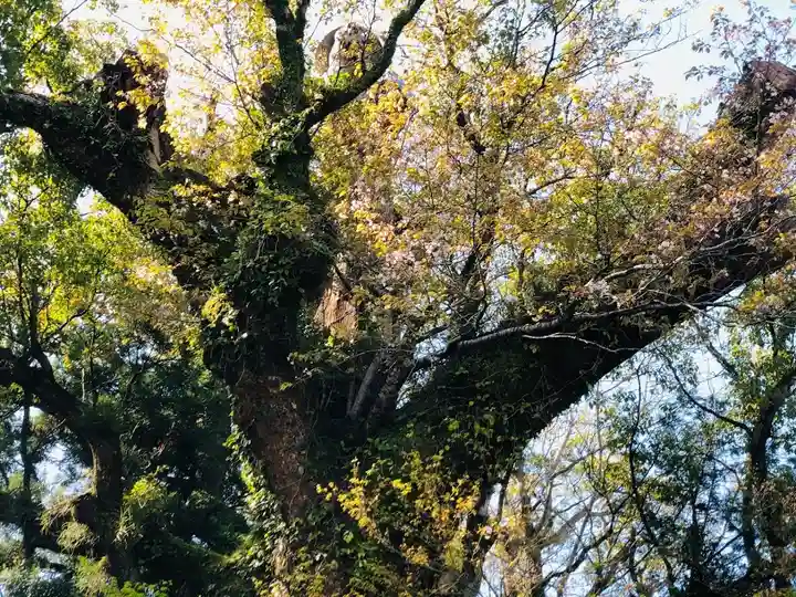 枚聞神社の自然