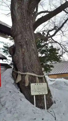 豊平神社の自然