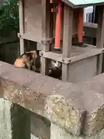天王坊稲荷神社の動物