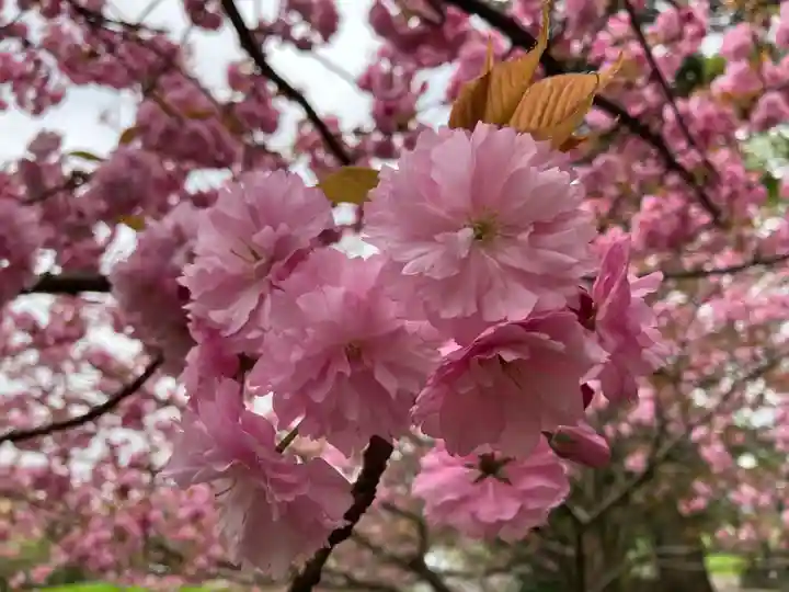 種月寺(新潟県)