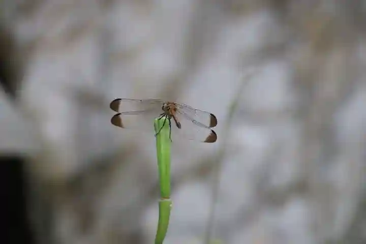 鹿島大神宮の動物