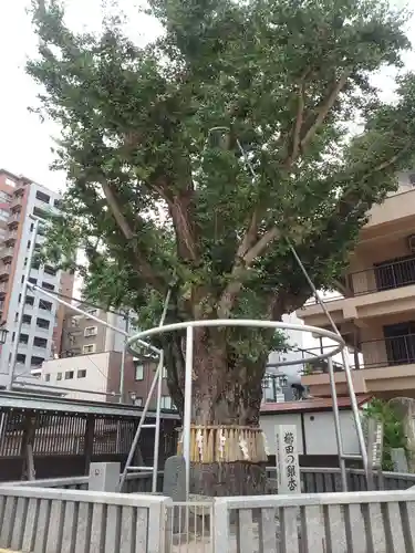 櫛田神社の自然