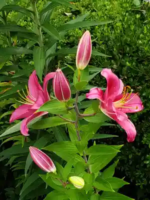 本郷氷川神社(東京都)