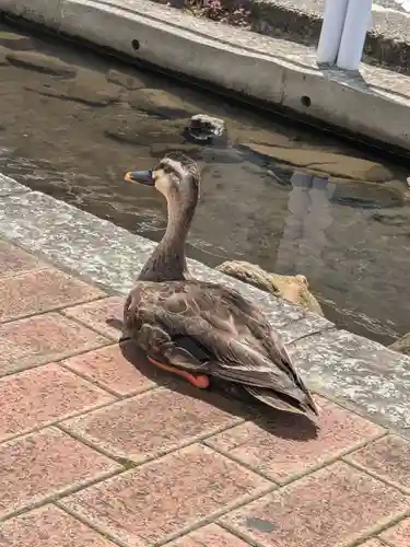上千葉香取神社(東京都)