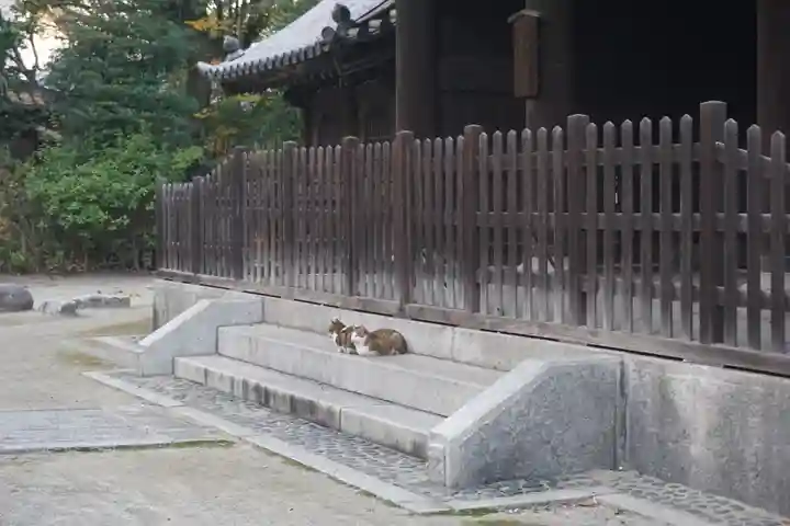 聖福寺の動物