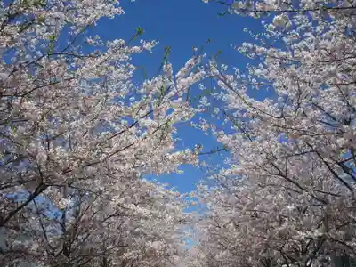鶴岡八幡宮(神奈川県)