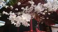 浅草神社の自然
