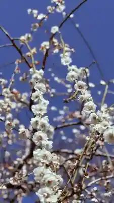大縣神社の{uncategorized: "未分類", other: "その他", undefined: "問題あり", building: "その他建物", grave: "お墓", sacred_gate: "鳥居", guardian: "狛犬", statue: "像", buddha: "仏像", history: "歴史", nature: "自然", garden: "庭園", animal: "動物", pagoda: "塔", temizu: "手水舎", mountain_gate: "山門・神門", sanctuary: "本殿・本堂", subordinate: "末社・摂社", art: "芸術", scenery: "景色", jizo: "地蔵", ema: "絵馬", goshuin: "御朱印", omikuji: "おみくじ", items: "授与品その他", amulet: "お守り", goshuincho: "御朱印帳", eats: "食事", festival: "お祭り", votive_dance: "神楽", shichigosan: "七五三参", wedding: "結婚式", experience: "体験その他", initially: "初詣", around: "周辺", anti_infection: "感染症対策"}