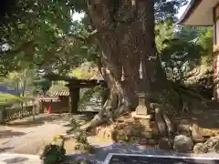 清澄寺の庭園