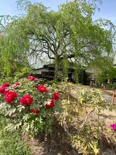 本満寺（本願満足寺）の自然