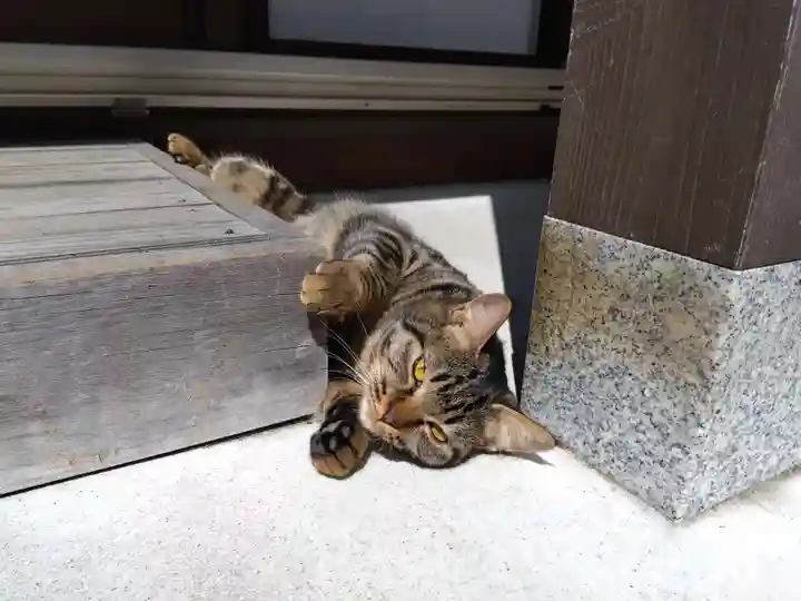 御誕生寺(猫寺)の動物