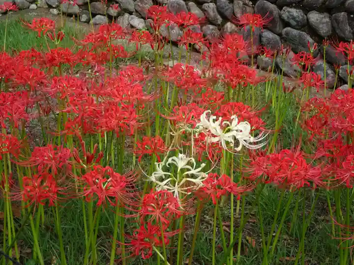 横浜 西方寺の自然