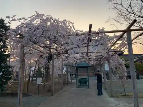 西光院（浄楽寺）の自然