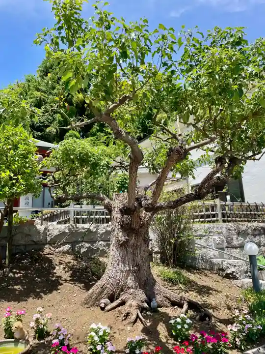 浄土宗 光明山 大蓮寺(照曜会館)(神奈川県)