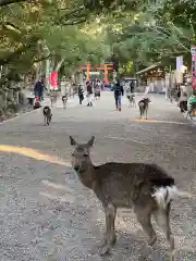 春日大社の動物