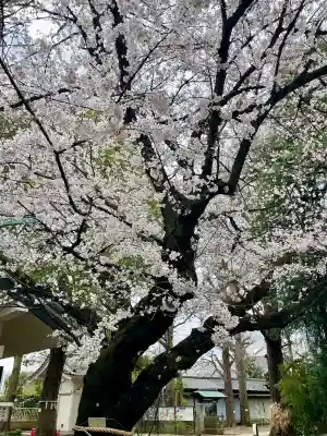 駒込天祖神社の{uncategorized: "未分類", other: "その他", undefined: "問題あり", building: "その他建物", grave: "お墓", sacred_gate: "鳥居", guardian: "狛犬", statue: "像", buddha: "仏像", history: "歴史", nature: "自然", garden: "庭園", animal: "動物", pagoda: "塔", temizu: "手水舎", mountain_gate: "山門・神門", sanctuary: "本殿・本堂", subordinate: "末社・摂社", art: "芸術", scenery: "景色", jizo: "地蔵", ema: "絵馬", goshuin: "御朱印", omikuji: "おみくじ", items: "授与品その他", amulet: "お守り", goshuincho: "御朱印帳", eats: "食事", festival: "お祭り", votive_dance: "神楽", shichigosan: "七五三参", wedding: "結婚式", experience: "体験その他", initially: "初詣", around: "周辺", anti_infection: "感染症対策"}