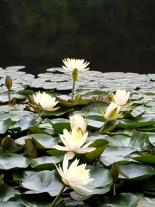 明治神宮の自然