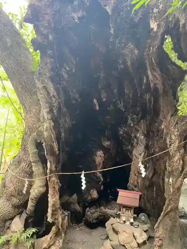 來宮神社の自然