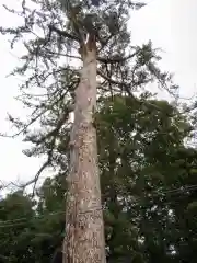 滑川神社 - 仕事と子どもの守り神の自然