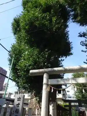 出世稲荷神社の自然