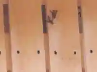 里神神社(和歌山県)