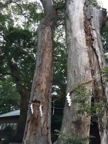 倉見神社の自然